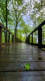 Bald Rock Trail