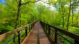 Bald Rock Trail