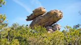 Duck on a Rock