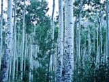 For&ecirc;t de bouleaux, Aspen