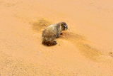 Une marmotte