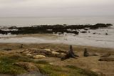 Eléphants de mer près de San Simeon