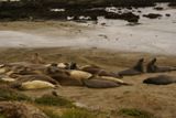 Eléphants de mer près de San Simeon