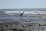 Un oiseau sur la plage de Santa Barbara