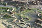 Lions de mer, sur la plage de Santa Barbara