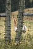 Antelope