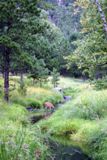 Biche croisée en balade