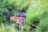 Biche croisée en balade