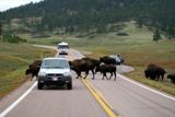 La circulation s'adapte aux bisons