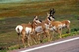 Custer State Park