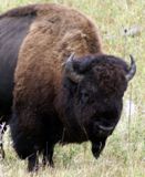 Un des nombreux bisons du parc