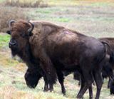 Bison au dos bless&eacute;