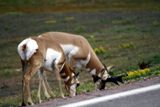 Antelopes au bord de route