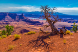 Dead Horse Point Overlook (vue Est)