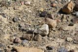 Lézard dans Golden Canyon