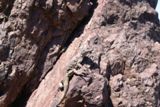 Gros lézard qui fait peur