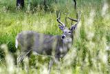 Wapiti bien tranquille
