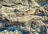 Fossil Discovery Trail