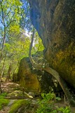 Dismals Canyon