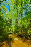 Dismals Branch
