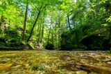 Dismals Branch