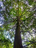 Champion Tree