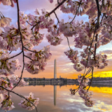 Cherry Blossom, Tidal Basin
