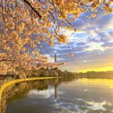 Cherry Blossom, Tidal Basin