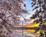 Cherry Blossom, Tidal Basin