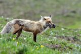 Renard