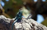 Lézard