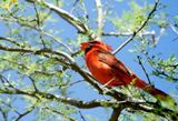 Cardinal