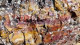 Photos/Images de Escalante Petrified Forest State Park