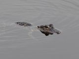 Photos/Images de Everglades National Park