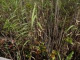 Everglades NP