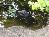 Everglades NP