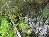 Everglades NP
