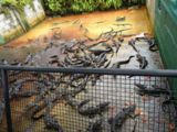 Ferme aux alligators