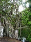 Everglades NP