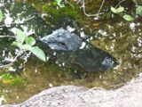 Everglades NP