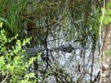 Everglades NP