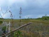 Everglades NP