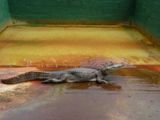 Ferme aux alligators