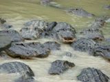 Ferme aux alligators