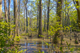 First Landing State Park