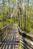 Osmanthus Trail