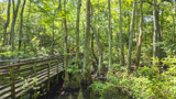 Bald Cypress Trail