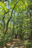 Bald Cypress Trail
