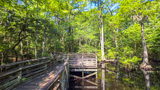 Bald Cypress Trail