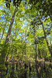 Bald Cypress Trail
